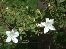 6丁目北　リュウキュウツツジ